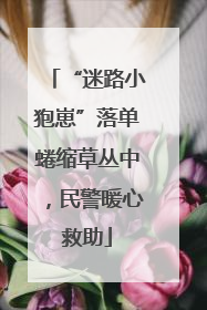 “迷路小狍崽”落单蜷缩草丛中，民警暖心救助