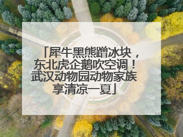 犀牛黑熊蹭冰块，东北虎企鹅吹空调！武汉动物园动物家族享清凉一夏