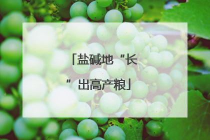 盐碱地“长”出高产粮