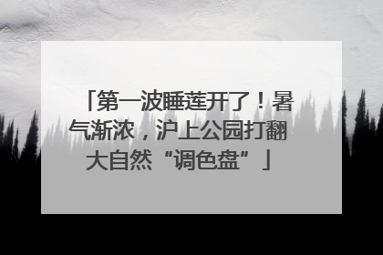 第一波睡莲开了！暑气渐浓，沪上公园打翻大自然“调色盘”