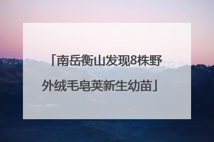 南岳衡山发现8株野外绒毛皂荚新生幼苗