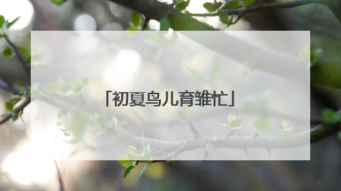 初夏鸟儿育雏忙
