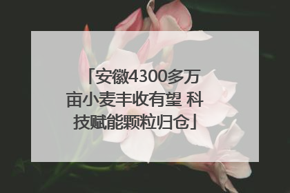 安徽4300多万亩小麦丰收有望 科技赋能颗粒归仓
