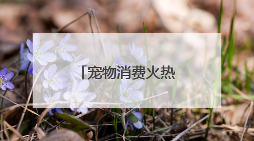 宠物消费火热，成都上演“萌宠总动员”