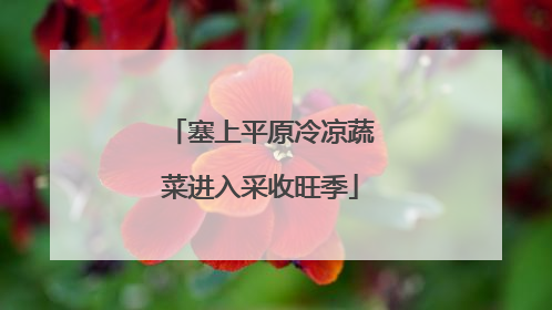 塞上平原冷凉蔬菜进入采收旺季