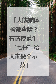 大熊猫体检都查啥？有请模范生“七仔”给大家做个示范