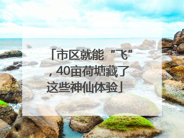 市区就能“飞”，40亩荷塘藏了这些神仙体验