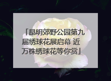 昆明郊野公园第九届绣球花展启幕 近万株绣球花等你赏