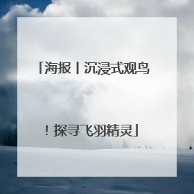 海报丨沉浸式观鸟！探寻飞羽精灵