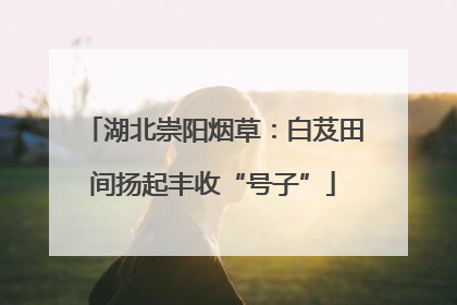 湖北崇阳烟草：白芨田间扬起丰收“号子”