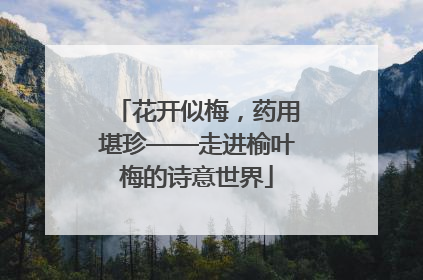 花开似梅，药用堪珍——走进榆叶梅的诗意世界