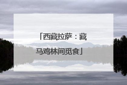 西藏拉萨：藏马鸡林间觅食