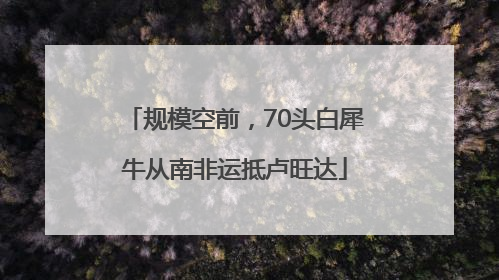 规模空前，70头白犀牛从南非运抵卢旺达