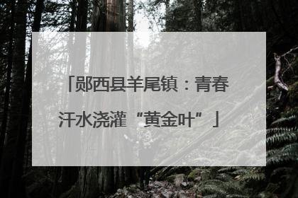 郧西县羊尾镇：青春汗水浇灌“黄金叶”