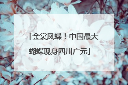 金裳凤蝶！中国最大蝴蝶现身四川广元